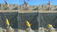 Construction workers showing incredible strength and speed wows SA: "They don't need a gym"