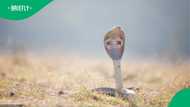 South African cyclist’s frightening cobra encounter caught on camera