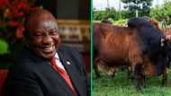 Cyril Ramaphosa splurges R3.5 million on record-breaking bid for Boran Bull, purchase sparks criticism from SA