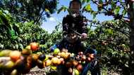 Coffee harvest plunges amid Central American exodus