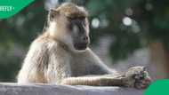 South Africans concerned after baboon spotted in Gauteng: "Needs to find his own territory"