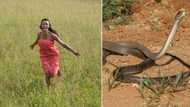 “Screamed like crazy”: Mzansi peeps share encounters with snakes, hilarious responses leave others in stitches