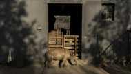 Rhino orphans get new South African home  