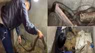 Nerve wracking video shows man trapping snakes with his bare hands: #SnakeCatcher