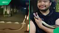 Drunk man’s wild night takes a turn after he brings a python home