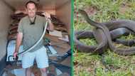 Snake catcher rescues 2.5m long black mamba in Durban, netizens amazed: "Well done"