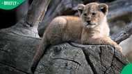 SAPS administrative clerk arrested along 14-year-old for trying to sell lion cubs, SA astonished