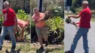 Haibo: Men filmed stealing plants on a Joburg highway, Saffas share controversial opinions