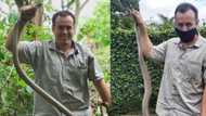 Meet Nick Evans: Snake rescuer with a passion for slithering serpents