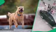 Men chased by pit bull onto car's roof leave big dent in TikTok video with 68M views