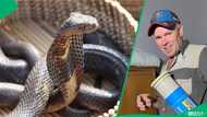 "In an old auntie's bed": Snake handler removes Cape cobra hiding under blankets
