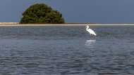 Twin crises: experts say nature and climate can't be siloed