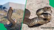 A Reddit video showed two snakes rising from the ground and engaging in a tense battle of dominance