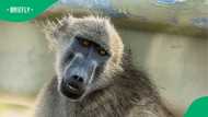 "They're not domestic animals": Cape Town's plan to enclose 60 baboons fuels fierce debate