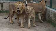 Pakistan zoo cancels lion auction, plans expansion instead