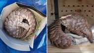 4 Arrested after trying to sell pangolin at mall, were asking R250 000 for the endangered animal