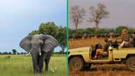 Elephant Charges Safari Vehicle with Passengers, TikTok video clocks 5 million views