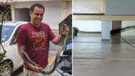 Huge 2.1m black mamba caught chilling under a TV cabinet by KZN snake rescuer Nick Evans: “That’s big”