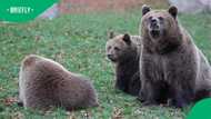 Tourist learns hard lesson after close encounter with mama bear, internet weighs in