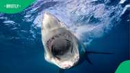 Great white shark hunt called off after Perth swimmer’s death