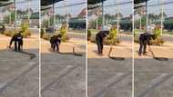 Video of man grabbing massive cobra by the head gains over 9M views, his skill leaves internet fascinated