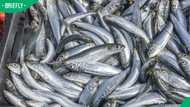 “Something fishy going on”: Mzansi reacts to herpes virus found in SA sardines