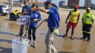 Video shows massive black mamba taking a swim at Durban beach