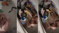 “What a champ”: Mom throws snake into son’s bath, chilled reaction has the internet stunned