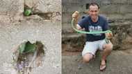 “OMG”: Nick Evans wows Mzansi once again, rescues green mamba hiding in hole