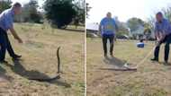 Reptile expert Mike Perry handles fast Black Mamba for its deadly venom in viral TikTok video