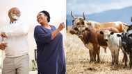 Dad elated when daughter's lobola is paid with real cows, video of his reaction has SA applauding future son-in-law