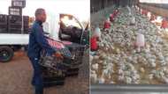 Feeding the nation: Chicken farmer shows off her flock, Mzansi feeling inspired