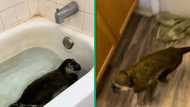 TikTk video of man's pet monkeys swimming in bathtub gets 37M views, netizens is awe of primate's agility