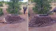 Powerful elephant triumphs over lioness in unexpected water fight at game reserve