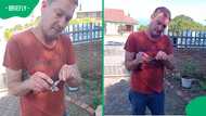 SA shaken after snake catcher shows what came out of puff adder’s fangs during rescue