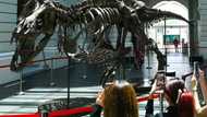 Christie's cancels controversial T-rex auction in Hong Kong