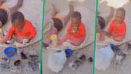 TikTok video of kid trying to eat live baby chicks in mouth has Mzansi cracking jokes: "O batla di nuggets"