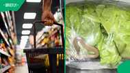 “Never looking at lettuce the same way again”: Snake discovery at Sidwell store leaves Mzansi horrified