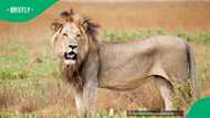 Mpumalanga man survives lion attack as community lives in fear