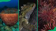 The 15 longest living animals: a countdown of nature’s oldest survivors