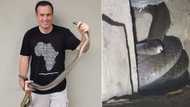 Over 100 black mambas caught in 2021, Nick Evans shares what he learned: "They aren't evil killing machines"