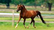 What is the largest horse breed in the world: Top 10 list with images