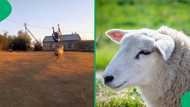 Mzansi netizens baffled as man's playfully does backflips over sheep with epic jumps in video