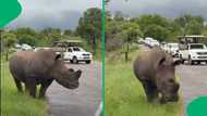 "This isn't nice": Mpumalanga rhino starts headbutting cars after rush-hour traffic in the bush