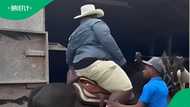 "Should've put the horse on him": Horse buckles under large man trying to ride it in video, SA cracks up
