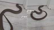 Video of snake squeezing in underneath door goes TikTok viral, video of how easily large serpents enter houses scare people