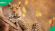 SA Air Force member and civilian attacked by leopard in Limpopo