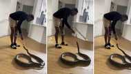 Video of man feeding his pet snake raw drumstick terrifies people and goes TikTok Viral with 4.5mil views