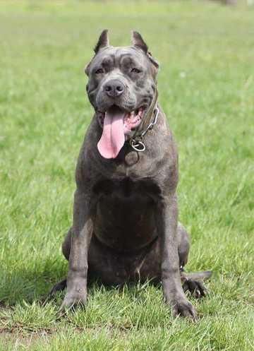 15 best guard dogs in South Africa (breeds with pictures) - Briefly.co.za