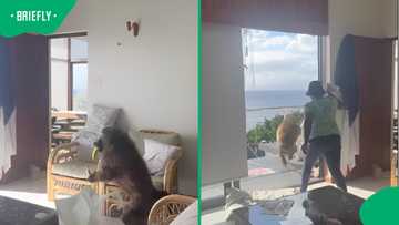 Baboon Raid! Fearless Worker Uses Dishcloth Against Hungry Baboon ...